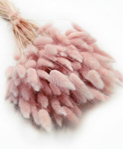 Buket af tørrede sart lyserøde lagurus - 30 stk