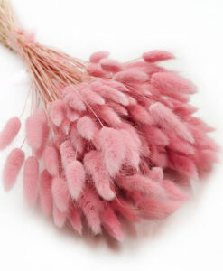 Lyserøde tørrede lagurus