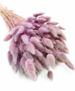 Blush rosa harehaler/lagurus - 30 stk.