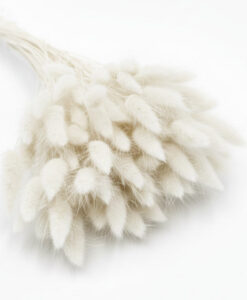 Tørrede hvide lagurus/harehaler