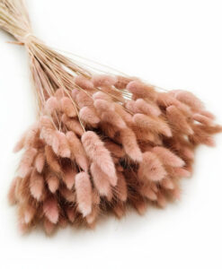 Vintage blush lyserøde tørrede lagurus