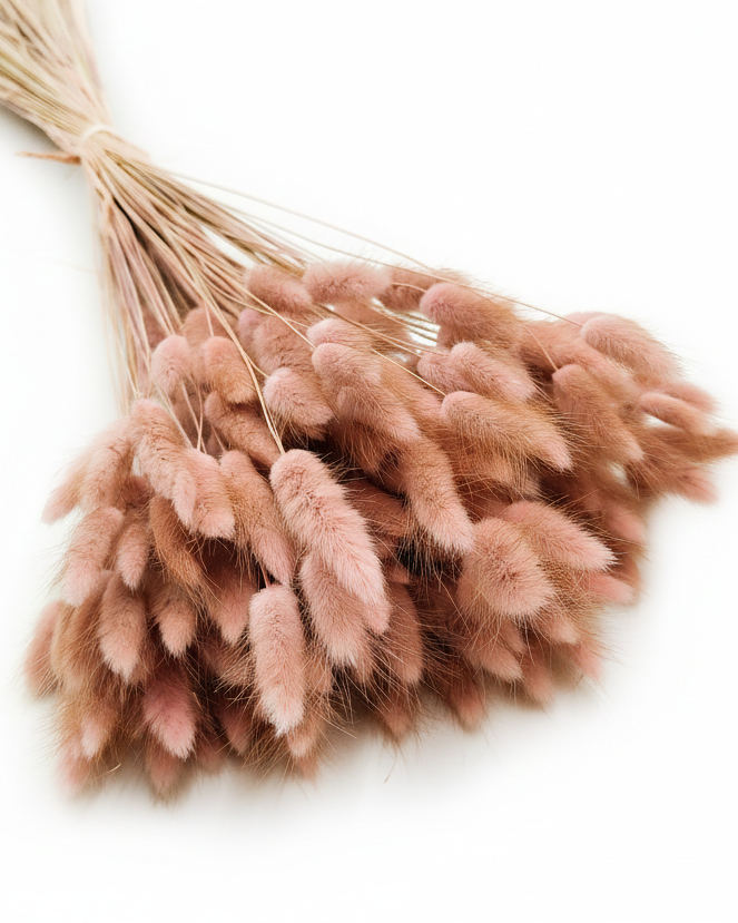 Vintage blush lyserøde tørrede lagurus