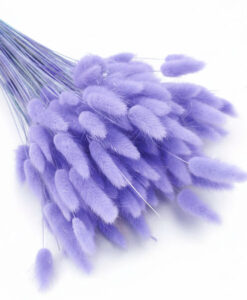 Lys lilla tørrede harehaler/lagurus