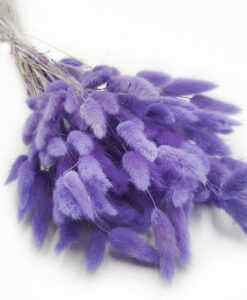 Lys lilla tørrede harehaler/lagurus