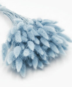 Lyseblå tørrede lagurus