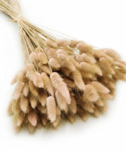 Caffé latte farvede tørrede harehaler