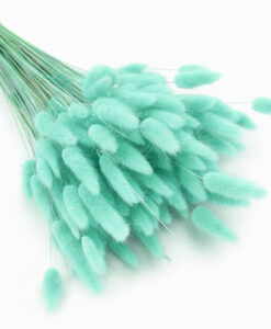 Mintfarvede tørrede lagurus