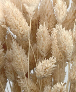 Tørrede naturfarvede phalaris - 40 cm.