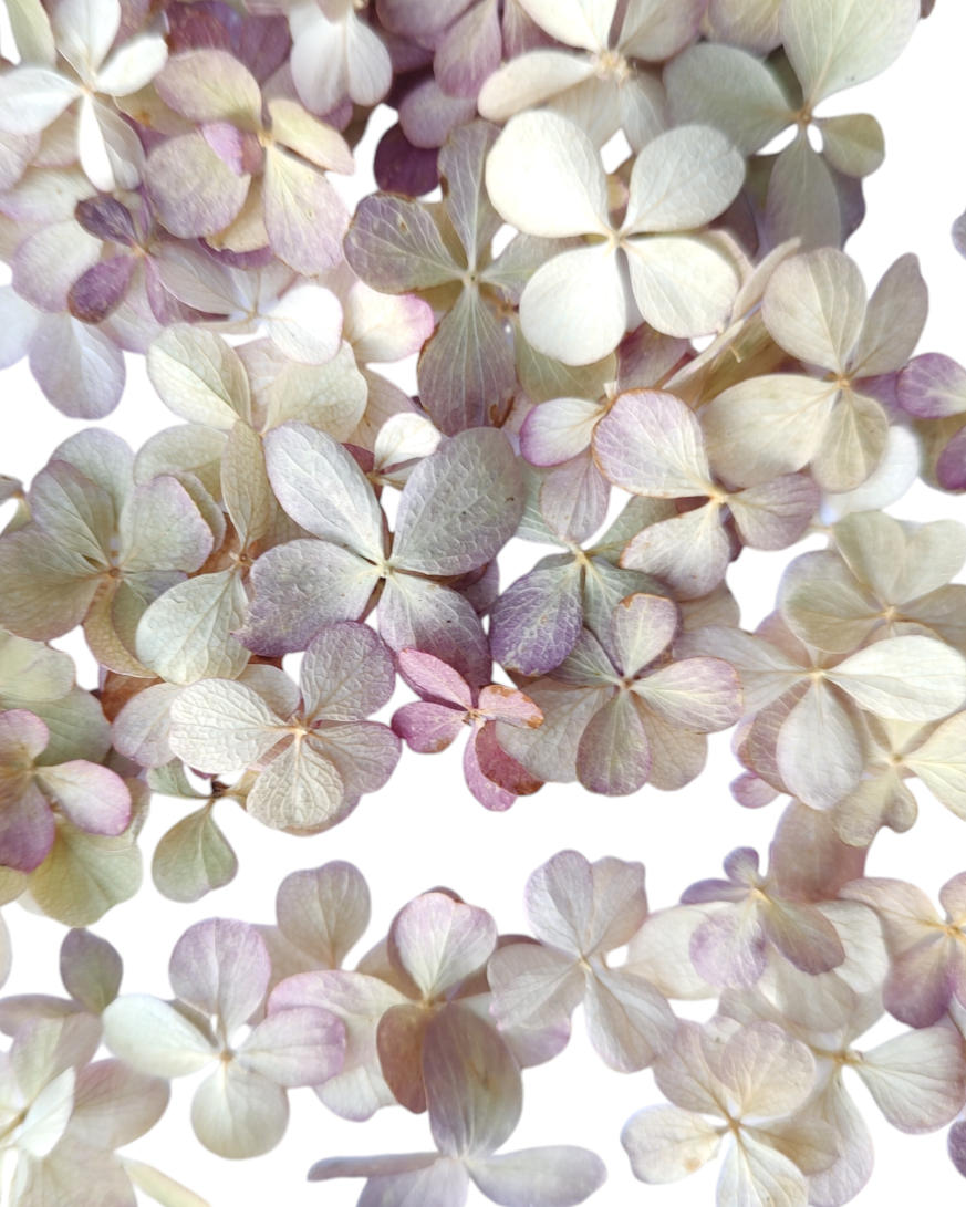 Tørret hortensia konfetti - sart grøn og blush - Billede 2