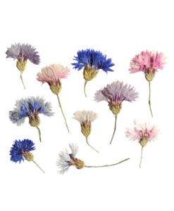 Tørrede kornblomster - konfetti