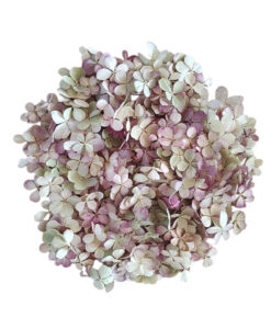 Tørret hortensia konfetti - sart grøn og blush