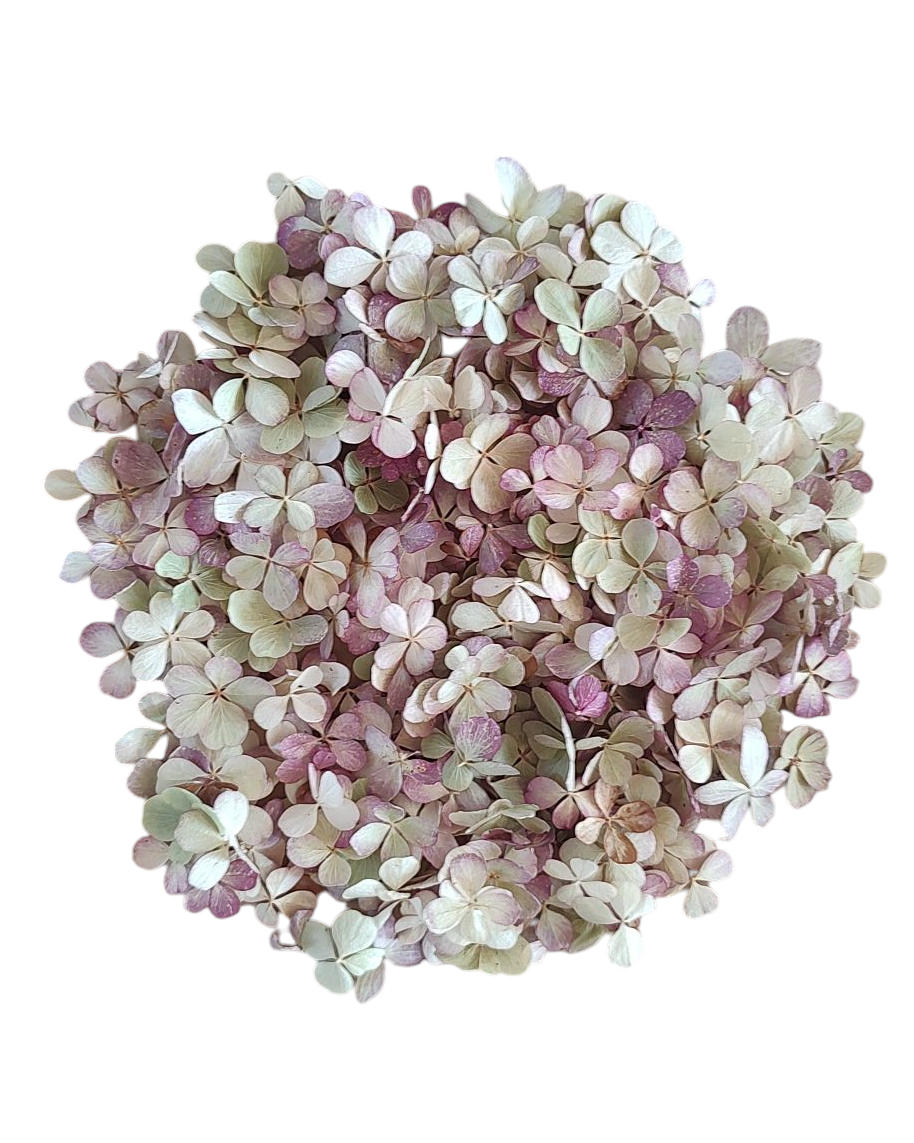 Tørret hortensia konfetti - sart grøn og blush