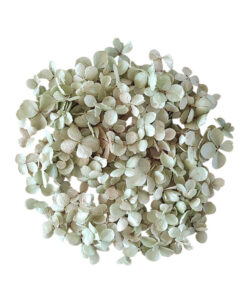 Tørret hortensia konfetti - sart lysegrøn