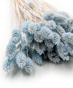 Lyseblå naturfarvede phalaris 30 stk. buket