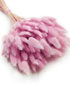 Candy pink lagurus/harehaler - 30 stk.