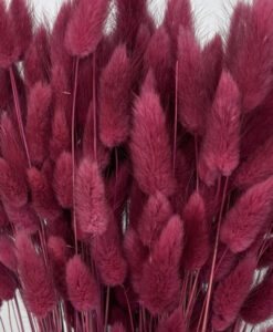 Alternative view of Bordeaux farvede lagurus - 30 stk.