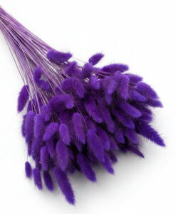 Lilla tørrede blomster - lagurus