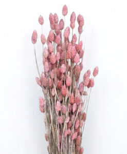 Lyserøde phalaris med perlemors effekt - 30 stk.