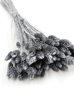 Sølvfarvede phalaris - 30 stk.